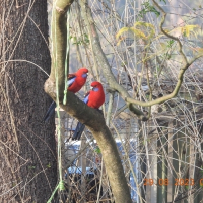 Platycercus elegans (Crimson Rosella) at Wollondilly Local Government Area - 28 Aug 2023 by bufferzone