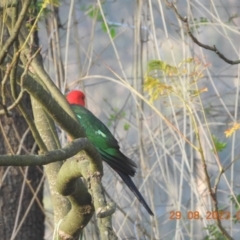 Alisterus scapularis (Australian King-Parrot) at Wollondilly Local Government Area - 28 Oct 2023 by bufferzone