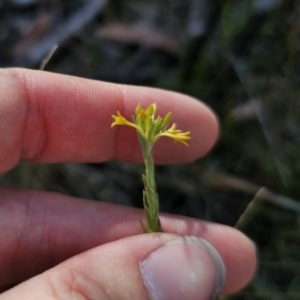 Pimelea curviflora var. sericea at QPRC LGA - 13 Nov 2023