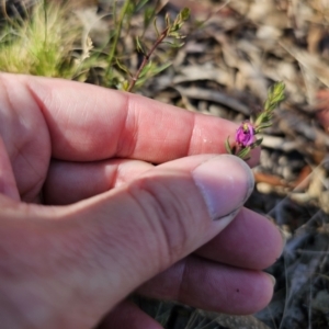 Tetratheca bauerifolia at QPRC LGA - 13 Nov 2023