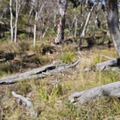 Rytidosperma pallidum (Red-anther Wallaby Grass) at QPRC LGA - 13 Nov 2023 by Csteele4