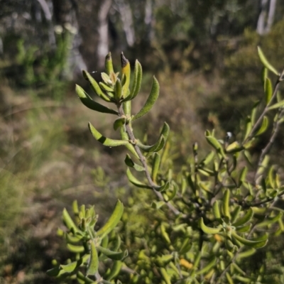 Persoonia rigida (Hairy Geebung) at QPRC LGA - 13 Nov 2023 by Csteele4