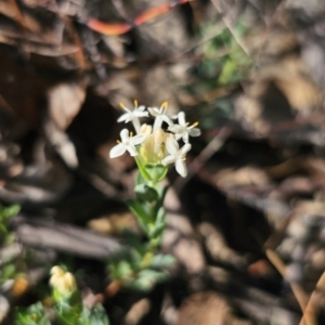 Pimelea linifolia at QPRC LGA - 13 Nov 2023 03:39 PM