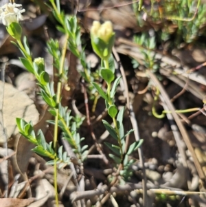 Pimelea linifolia at QPRC LGA - 13 Nov 2023 03:39 PM