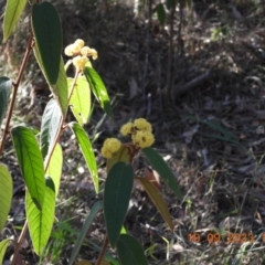 Unidentified Other Shrub at Wollondilly Local Government Area - 10 Sep 2023 by bufferzone