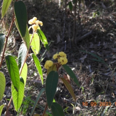 Pomaderris lanigera at Wollondilly Local Government Area - 10 Sep 2023 by bufferzone