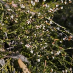 Leucopogon virgatus (Common Beard-heath) at QPRC LGA - 13 Nov 2023 by Csteele4