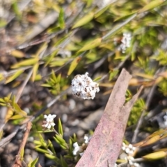 Leucopogon virgatus at QPRC LGA - 13 Nov 2023