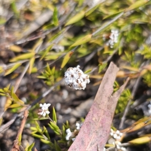 Leucopogon virgatus at QPRC LGA - 13 Nov 2023 03:25 PM