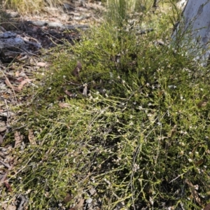 Leucopogon virgatus at QPRC LGA - 13 Nov 2023 03:25 PM