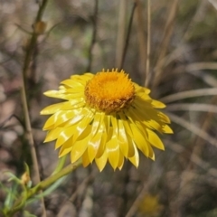 Xerochrysum viscosum (Sticky Everlasting) at QPRC LGA - 13 Nov 2023 by Csteele4