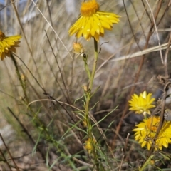 Xerochrysum viscosum at QPRC LGA - 13 Nov 2023