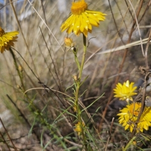 Xerochrysum viscosum at QPRC LGA - 13 Nov 2023