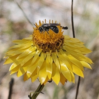 Lasioglossum (Chilalictus) lanarium (Halictid bee) at QPRC LGA - 13 Nov 2023 by Csteele4