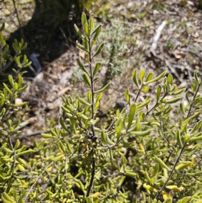 Persoonia rigida (Hairy Geebung) at QPRC LGA - 13 Nov 2023 by Csteele4