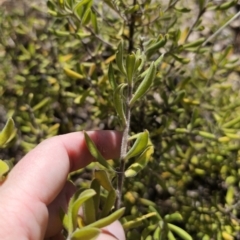 Persoonia rigida at QPRC LGA - 13 Nov 2023 03:12 PM