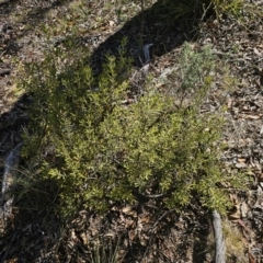 Persoonia rigida at QPRC LGA - 13 Nov 2023 03:12 PM