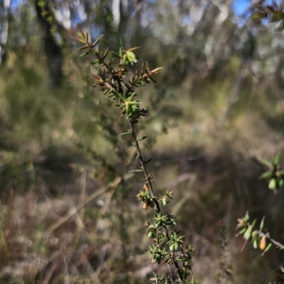 Leucopogon fletcheri subsp. brevisepalus (Twin Flower Beard-Heath) at QPRC LGA - 13 Nov 2023 by Csteele4