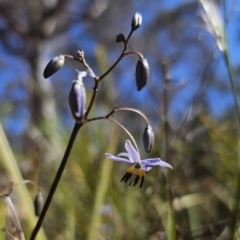 Dianella revoluta var. revoluta (Black-Anther Flax Lily) at Captains Flat, NSW - 13 Nov 2023 by Csteele4