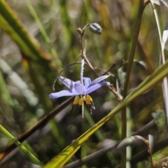 Dianella revoluta var. revoluta at QPRC LGA - 13 Nov 2023