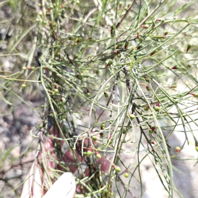 Exocarpos strictus (Dwarf Cherry) at Captains Flat, NSW - 13 Nov 2023 by Csteele4