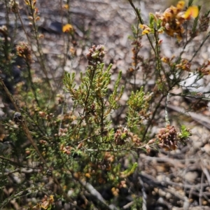 Dillwynia sericea at QPRC LGA - 13 Nov 2023 02:59 PM