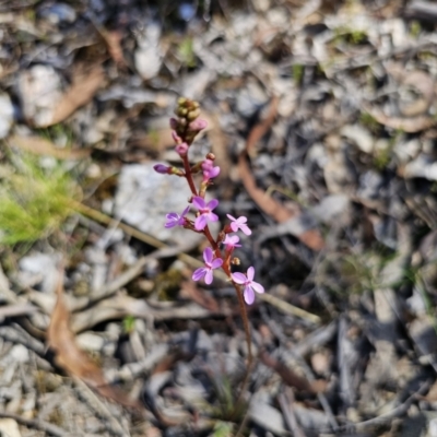 Stylidium graminifolium (grass triggerplant) at QPRC LGA - 13 Nov 2023 by Csteele4