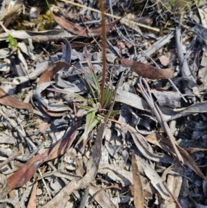 Stylidium graminifolium at QPRC LGA - 13 Nov 2023