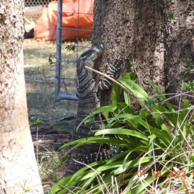 Varanus varius (Lace Monitor) at Wollondilly Local Government Area - 1 Oct 2023 by bufferzone