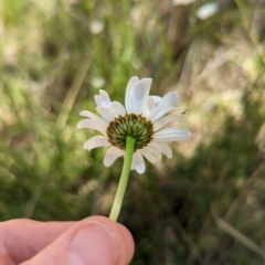 Leucanthemum vulgare (Ox-eye Daisy) at Paddys River, ACT - 13 Nov 2023 by Mungo