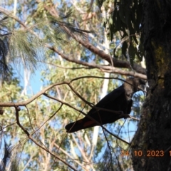 Calyptorhynchus lathami (Glossy Black-Cockatoo) at Wollondilly Local Government Area - 24 Oct 2023 by bufferzone