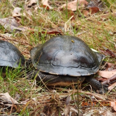Chelodina longicollis (Eastern Long-necked Turtle) at Wollondilly Local Government Area - 4 Nov 2023 by bufferzone