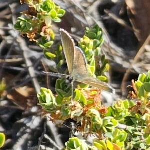 Neolucia agricola at QPRC LGA - 13 Nov 2023