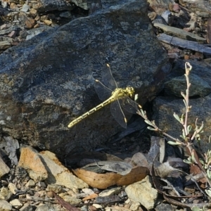 Austrogomphus guerini at QPRC LGA - 13 Nov 2023