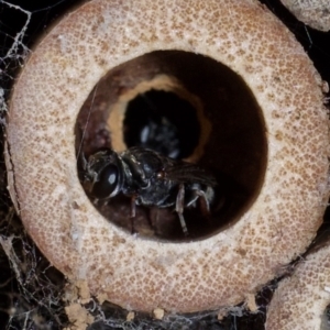 Crabronidae (family) at Murrumbateman, NSW - 13 Nov 2023