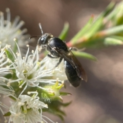 Euryglossa ephippiata (Saddleback Euryglossine Bee) at Parkes, ACT - 13 Nov 2023 by PeterA