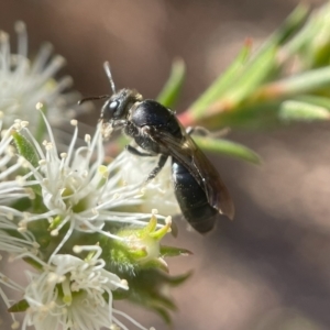 Euryglossa ephippiata at Parkes, ACT - 13 Nov 2023