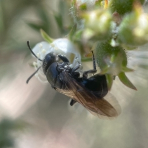 Euryglossa ephippiata at Parkes, ACT - 13 Nov 2023