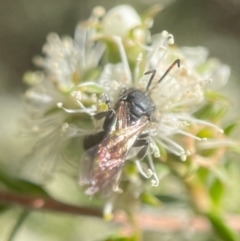 Euryglossa ephippiata at Parkes, ACT - 13 Nov 2023