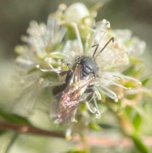 Euryglossa ephippiata at Parkes, ACT - 13 Nov 2023