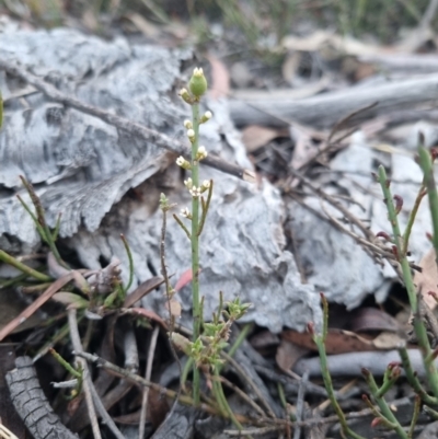 Choretrum pauciflorum (Dwarf Sour Bush) at QPRC LGA - 13 Nov 2023 by clarehoneydove