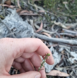 Choretrum pauciflorum at QPRC LGA - 13 Nov 2023