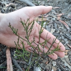 Choretrum pauciflorum at QPRC LGA - 13 Nov 2023