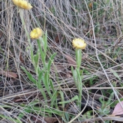 Coronidium scorpioides at QPRC LGA - 13 Nov 2023