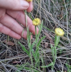 Coronidium scorpioides at QPRC LGA - 13 Nov 2023