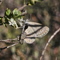 Zizina otis (Common Grass-Blue) at QPRC LGA - 13 Nov 2023 by Csteele4