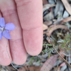 Wahlenbergia stricta subsp. stricta at QPRC LGA - suppressed