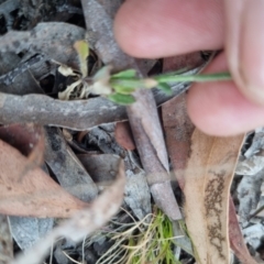 Wahlenbergia stricta subsp. stricta at QPRC LGA - suppressed