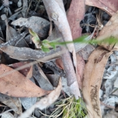 Wahlenbergia stricta subsp. stricta at QPRC LGA - 13 Nov 2023