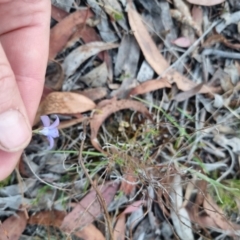 Wahlenbergia stricta subsp. stricta at QPRC LGA - suppressed